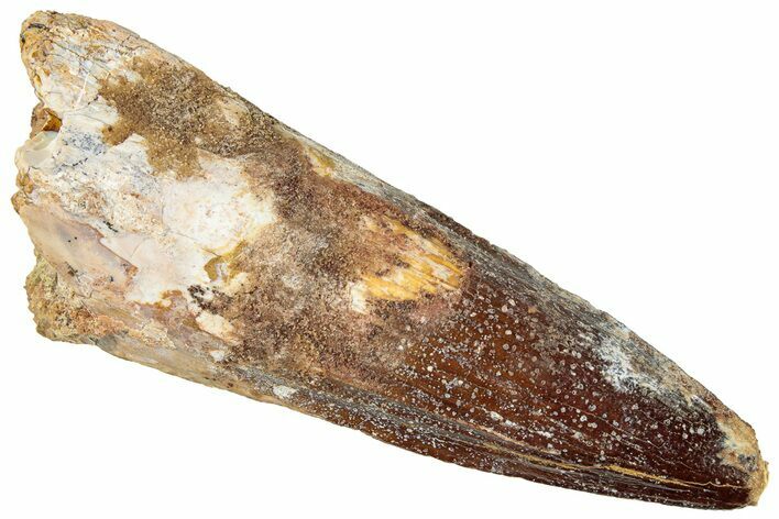 Fossil Spinosaurus Tooth - Real Dinosaur Tooth #296558